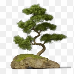 Bonsai Tree Chinese Asian Japanese - Transparent Bonsai Tree Png Emoji,Bonsai Emoji
