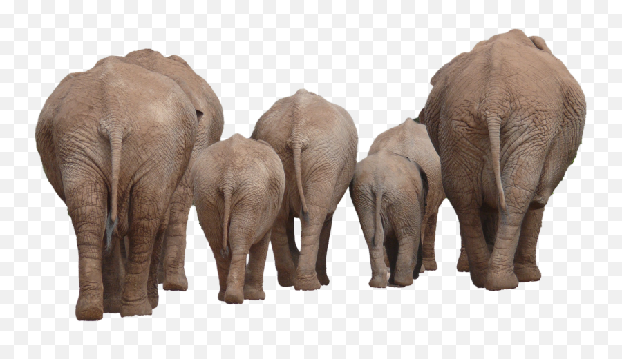 Elephant Png - Elephant Group Png Emoji,Elephant Touching Dead Elephant Emotion