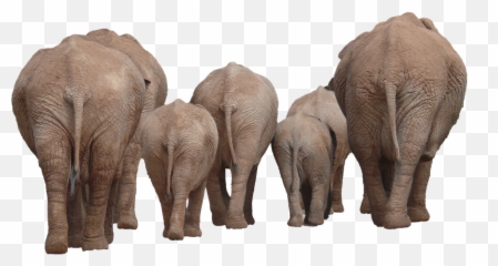 Elephant Png - Elephant Group Png Emoji,Elephant Touching Dead Elephant Emotion