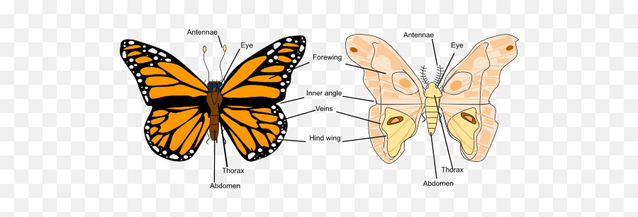 External Morphology Of Lepidoptera - Male Female Reproductive System Of Butterfly Emoji,L Black Swallowtail Butterfly!! Smile Emoticon