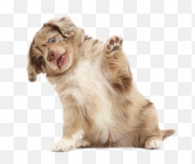 The Most Edited - Picsart Stickers Dog Emoji,Dogs Of Kennel C Emojis Stickers