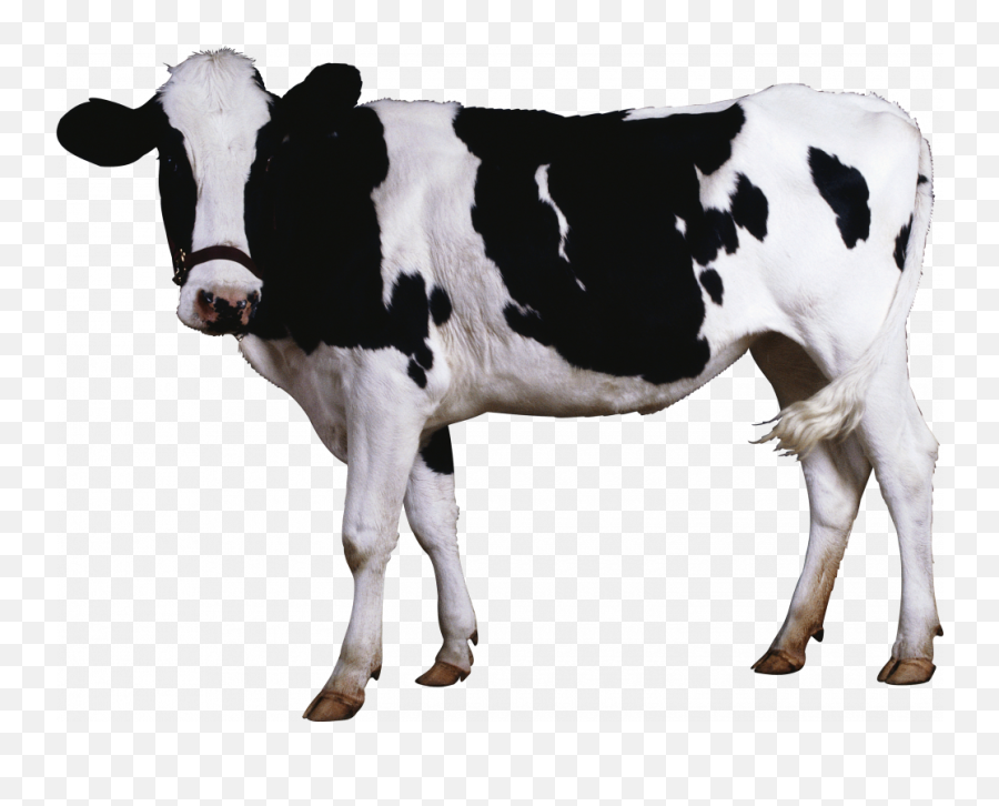 Cow Png Image Transparent Background Emoji,Cow Emojis Png