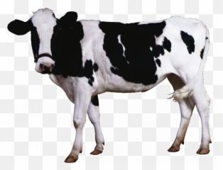 Cow Png Image Transparent Background Emoji,Cow Emojis Png
