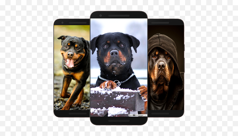 Rottweiler Dog Wallpaper Hd Latest Version Apk Download Emoji,Emojis Pyx