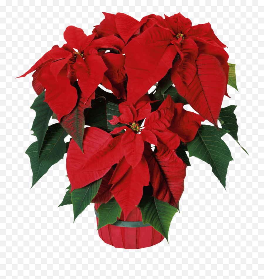 Poinsettia Poinsettias Sticker - Poinsettias With No Background Emoji,Poinsettia Emoji