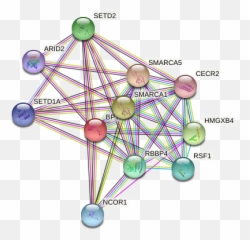 Bptf Protein Human - String Interaction Network Dot Emoji,Emotion Sensing Cat Ears