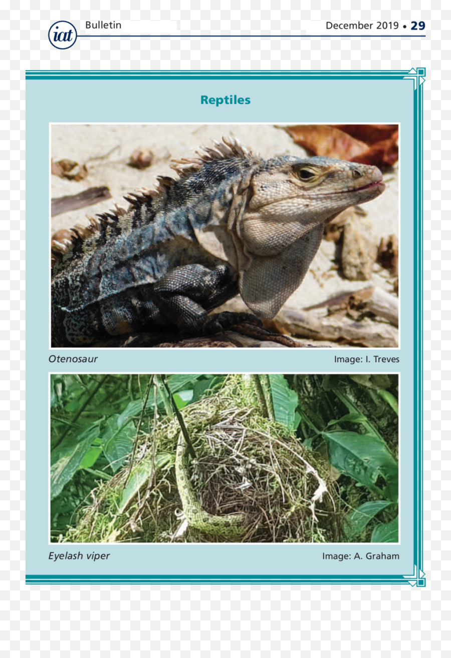 December 2019 - Green Iguana Emoji,Reptiles Have Emotions