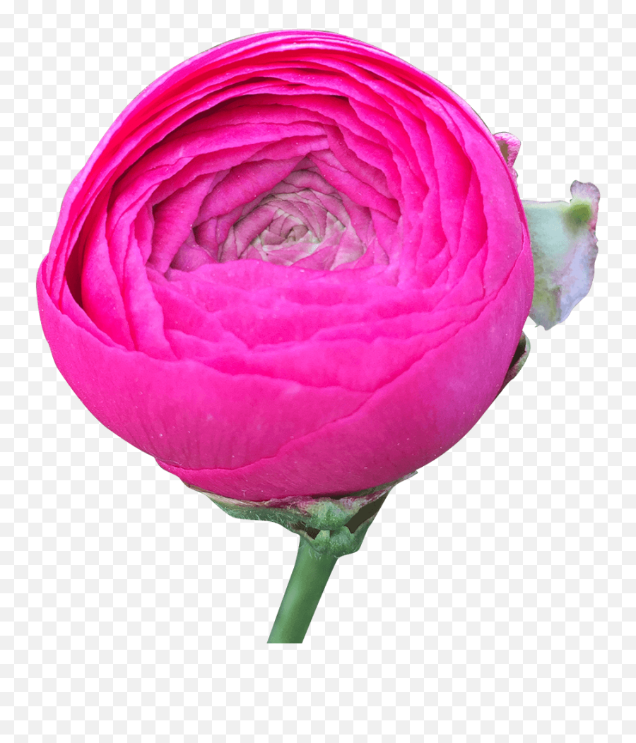 Globalrose Why Give Your Firends With Benefits Flowers On - Garden Roses Emoji,Deep Emotions Roses