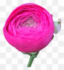 Globalrose Why Give Your Firends With Benefits Flowers On - Garden Roses Emoji,Deep Emotions Roses