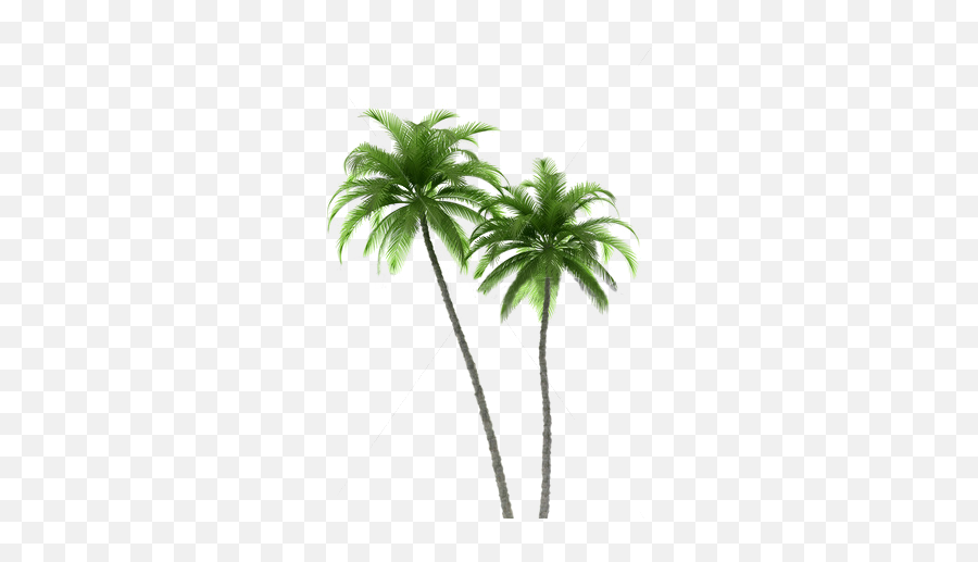 Download Palm Tree Art Print Of - Palm Trees White Background Emoji,Guess The Emoji Pomtree And A Book