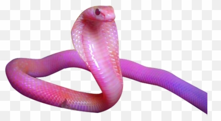 Sticker Stickers Edit Sticker By Edits And Stickers - Cobra Png Emoji,Snake Emojis And Taylor Swift