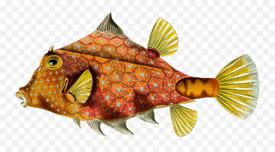 Orange Ocean Fish Clipart Free Image Download - Ernst Haeckel Art Fish Emoji,Machine Embroidery Pattern Emotion