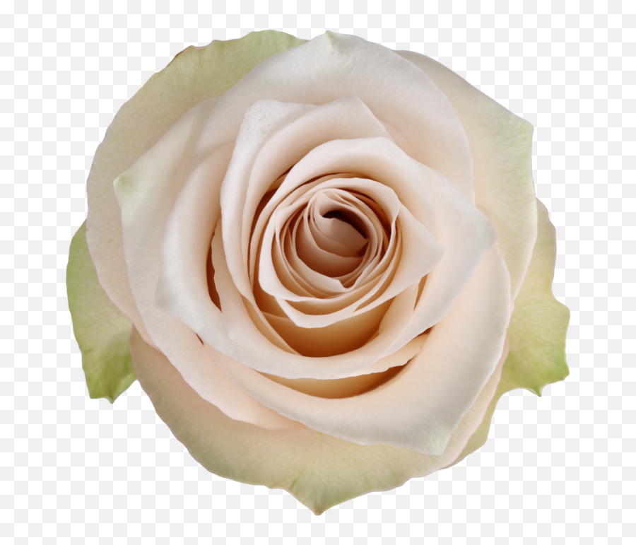Rosaprima - Rose Stories 2021 Wedding Collection Emoji,No Emotions At Wedding