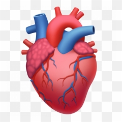 One - Anatomical Heart Emoji Apple,New Emojis