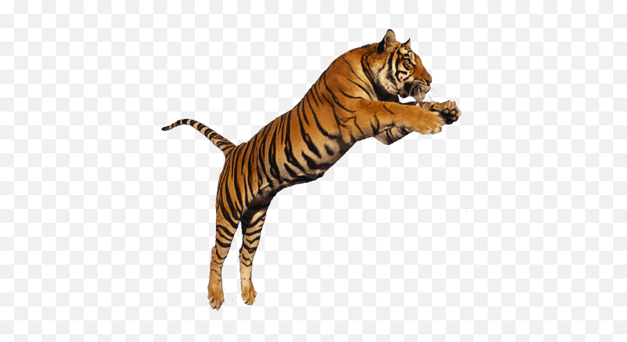 Largest Collection Of Free - Toedit Tigers Stickers Emoji,Bengal Tiger Emoji