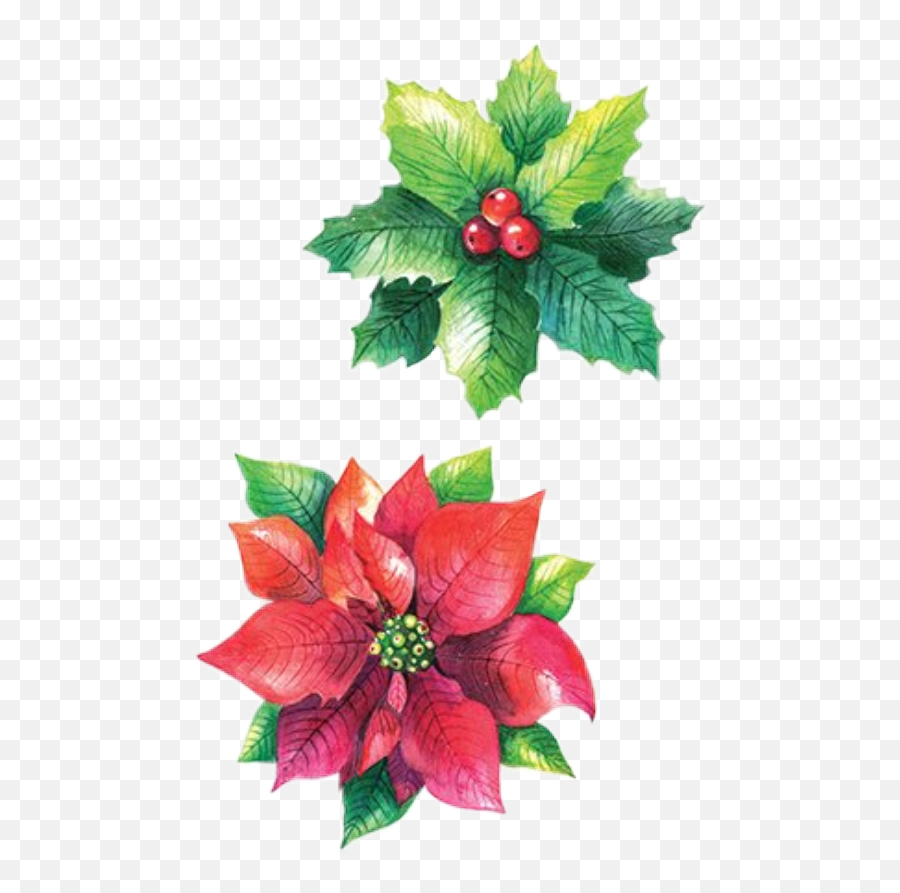 Christmas Flowers Poinsettia Sticker - Berry Emoji,Poinsettia Emoji