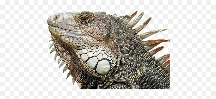 4000 Free Lizard U0026 Iguana Photos - Pixabay Emoji,Reptiles Have Emotions
