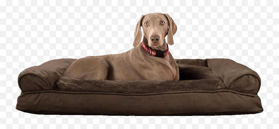 Pet On Bed Reviews Ratings U0026 Comparisons With Care For - Dog Bed Emoji,Dog Ear Emotions