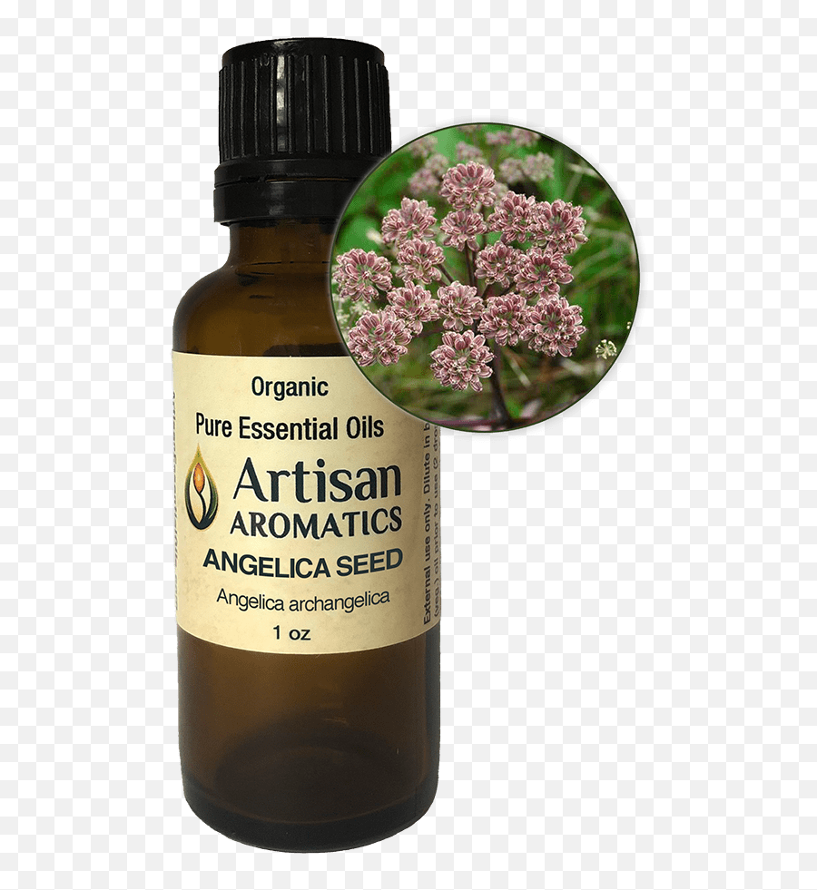 Angelica Seed Essential Oil From Artisan Aromatics Is Wldcrafted - Essential Oil Of Monarda Emoji,Emotions And Essential Oils Blend Comparison Chart For Young Living