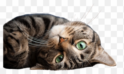 10 Things Your Cat Wants You To Know The Catu0027s Meow - Domestic Cat Emoji,Inside Out Dog And Cat Emotions
