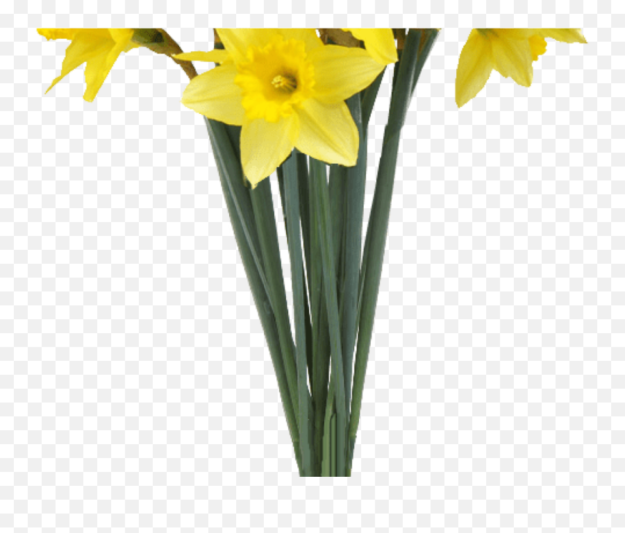 Spring Flowers Png - Spring Daffodils Transparent Background Transparent Background Spring Flowers Transparent Emoji,Violet Flower Emoji