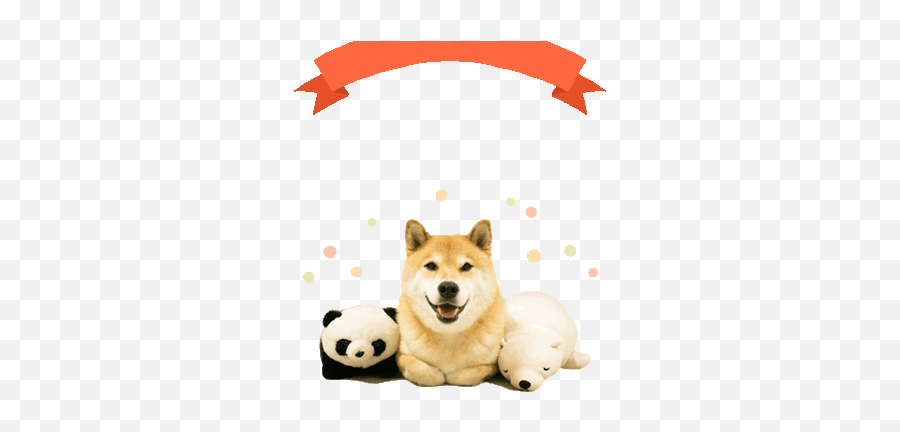 Line Official Stickers - Shiba Maru Pupups Example With Gif Dibujos Que Representen La Homofobia Emoji,Emoji Panda Dog Good Night