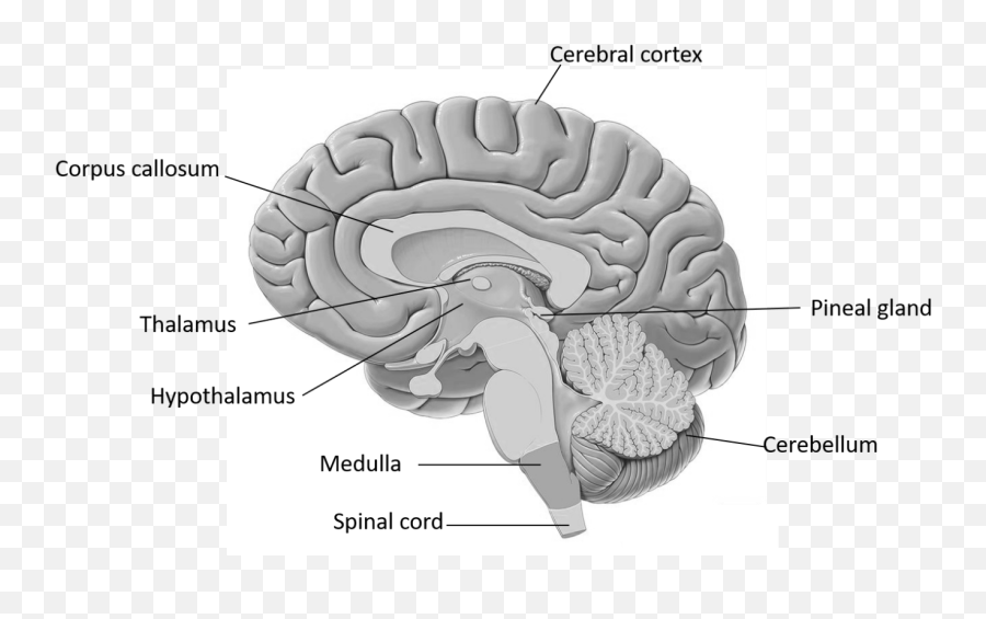 Thinking B Regulating Class 11 Biology Cbse - Human Brain Diagram Class 10 Emoji,Hypothalamus Emotions