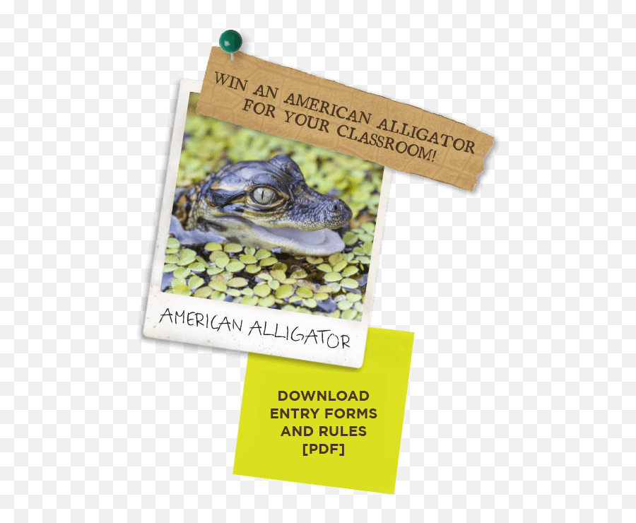 Edu - Gator Contest U2013 St Augustine Alligator Farm Zoological Park Emoji,Facebook Emoticons, Alligator