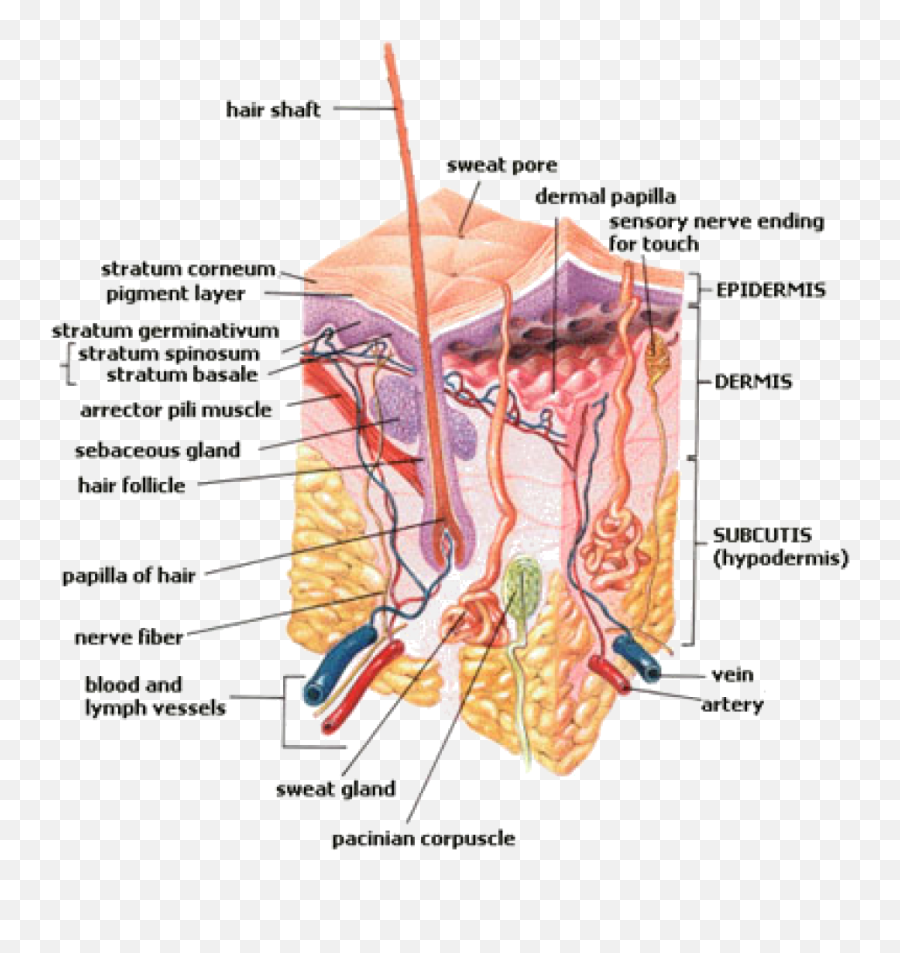 Major Functions Of The Integumentary System - Slide Share Emoji,Which Of The Following Reveals The Most Emotion On A Person’s Face? Ecu Els Ls Ms