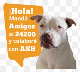 Ash Sms - Collar Emoji,Pit Bull Emoji
