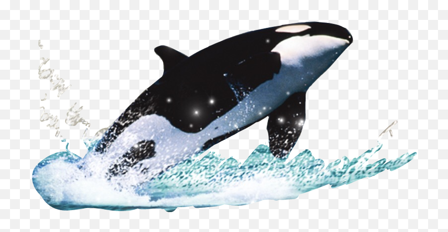 The Coolest Whale Animals U0026 Pets Images And Photos On Picsart - Baleia Png Emoji,Killer Whale Emoji