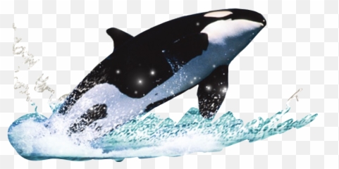 The Coolest Whale Animals U0026 Pets Images And Photos On Picsart - Baleia Png Emoji,Killer Whale Emoji