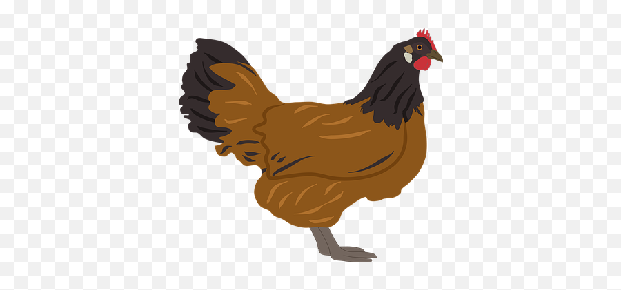 50 Free Chicken Egg U0026 Chicken Vectors - Pixabay Rhode Island Red Emoji,Chicken Emotions