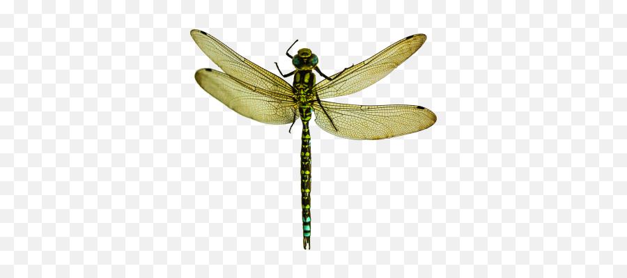 Search For - Dlpngcom Transparent Background Dragonfly Transparent Emoji,Mailbird Emojis