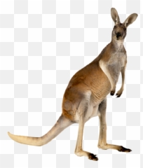 Mrsu0026mr - Eastern Grey Kangaroo Emoji,Kangaroo Emoticon