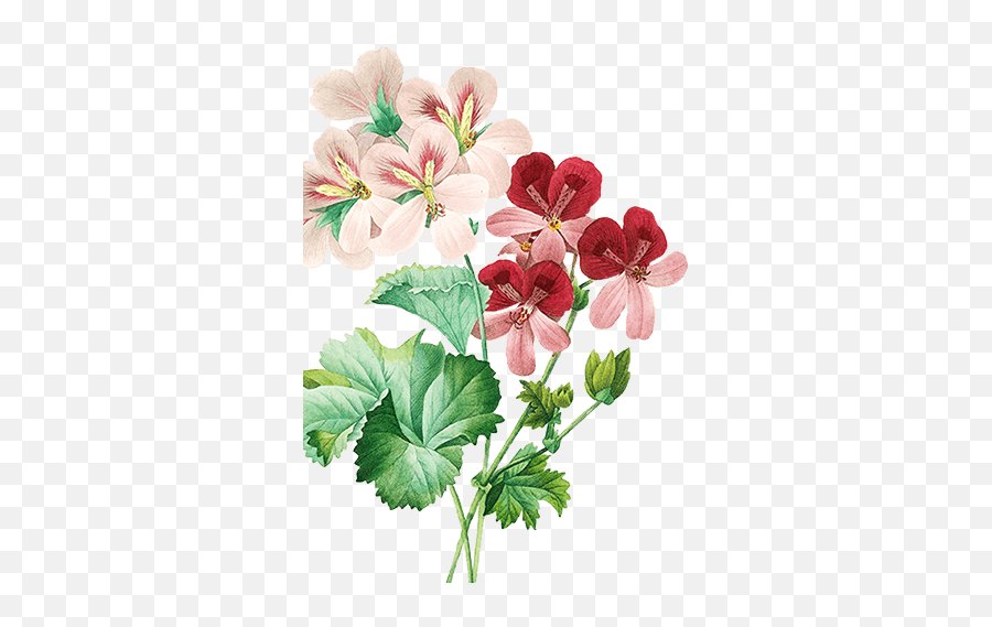 Rose Geranium Hydrosol - Illustrated Vintage Flower Png Emoji,Sweet Emotion Clog