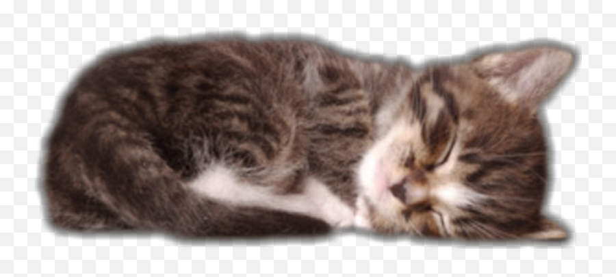 Cat Sleeping Sticker - Kitten Sleeping Emoji,Sleeping Cat Emoji