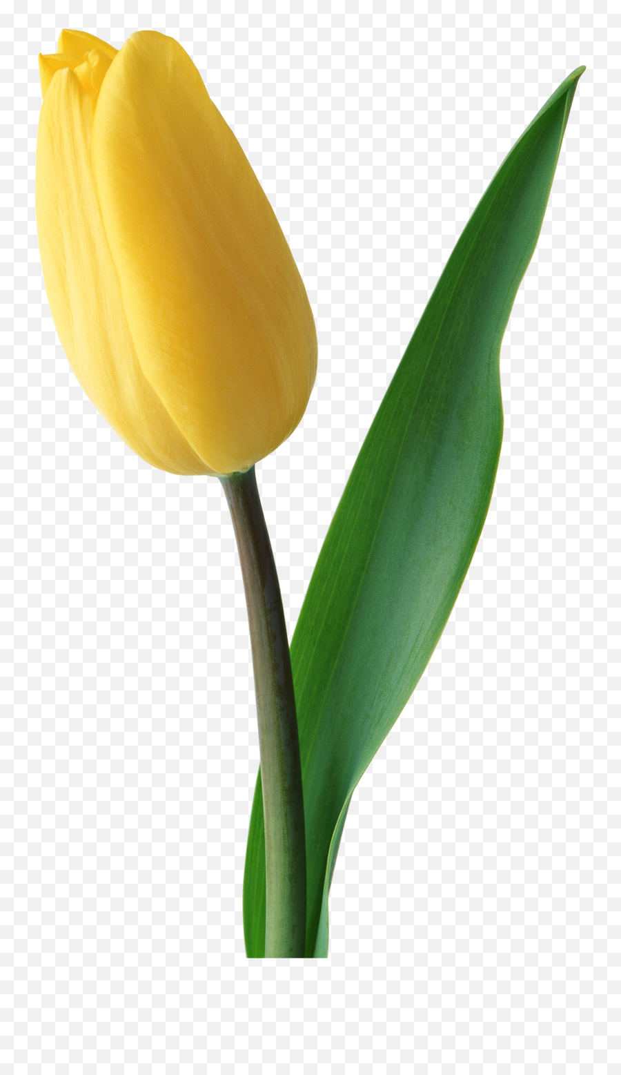Yellow Tulip Png Image Tulips Flowers Watercolor Flowers - Yellow Flower Tulip Png Emoji,Yellow Flower Emoji Png