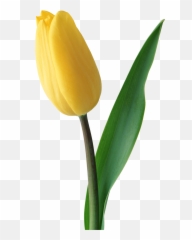 Yellow Tulip Png Image Tulips Flowers Watercolor Flowers - Yellow Flower Tulip Png Emoji,Yellow Flower Emoji Png