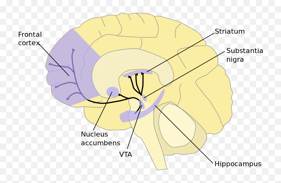 Scientists Identify Key Brain Circuits That Control - Brain Reward System Emoji,Mixed Emotions Alcohol