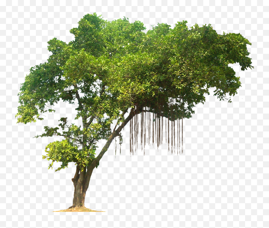 Jungle Tree Png Image Png Mart Emoji,Rainforest Emojis