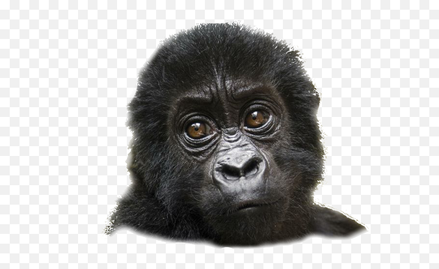 Mountain Gorilla Transparent Background - Bmpora Emoji,Gorillas Emotions