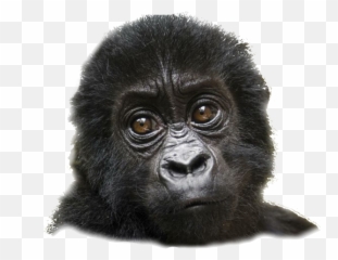 Mountain Gorilla Transparent Background - Bmpora Emoji,Gorillas Emotions