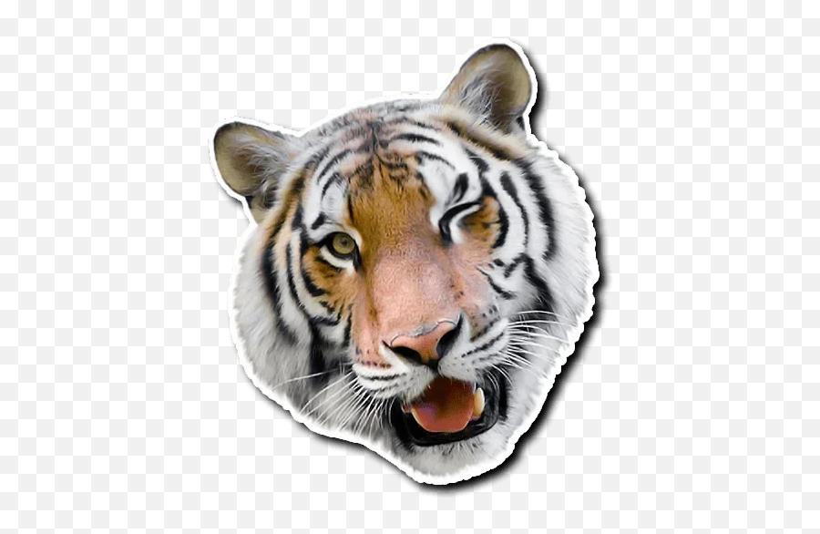 Telegram Sticker From Tiger Tiger Pack Emoji,Bengal Tiger Emoji