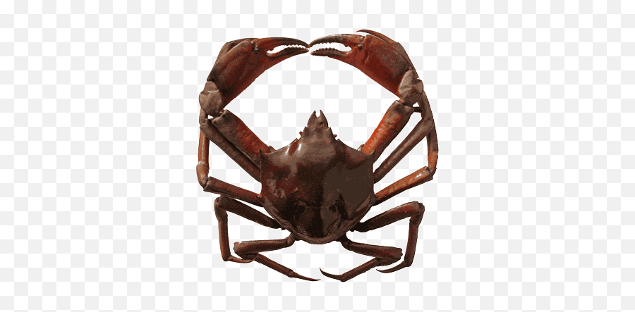 Kelp Crab Non - Kelp Crab Oregon Emoji,Crab Emoticon