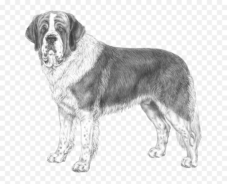 Saint Bernard - St Bernard Sketch Face Emoji,Bernard Emoji