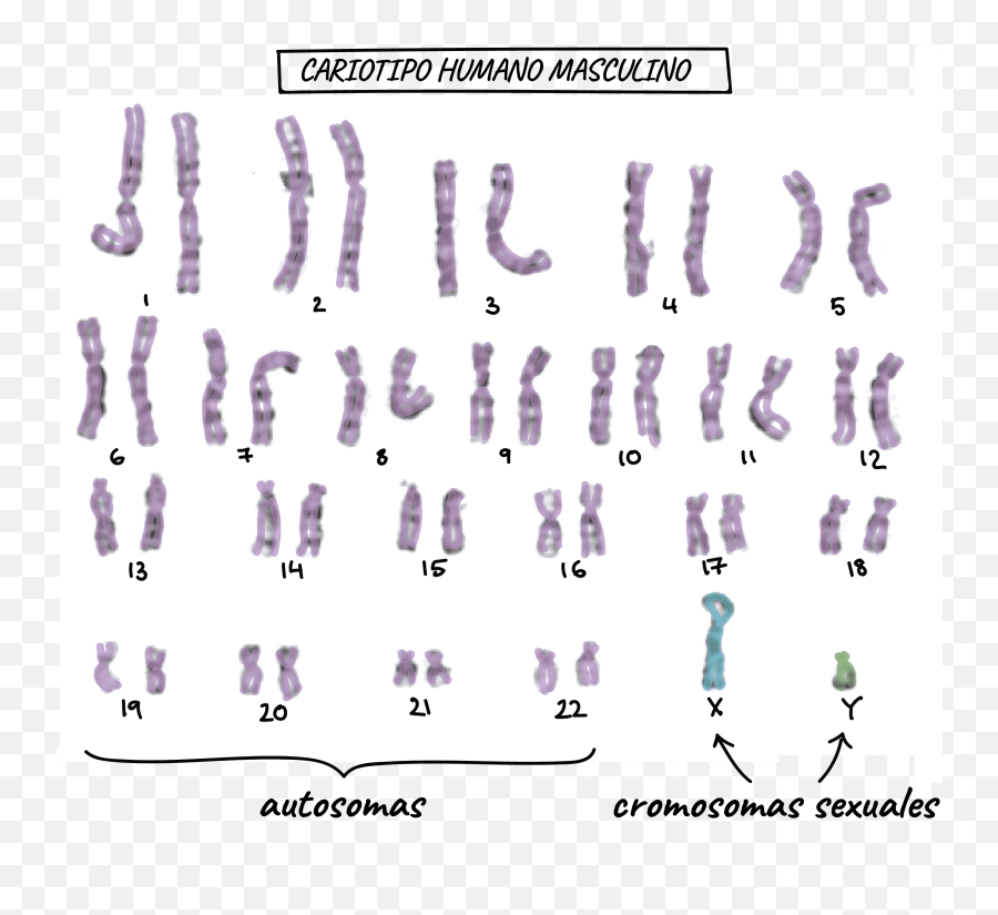El Sexo No Está En Los Cromosomas - Cromosomas Sexuales Del Hombre Emoji,Se?ales De Sexo Con Emojis