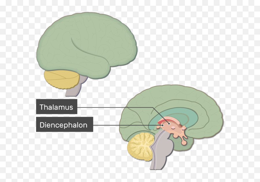 Overview Of Major Brain Structures And Functions - Labeled Adult Brain Structures Emoji,Emotions And Parts Of Brain