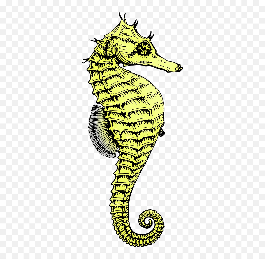 Seahorse Clipart - Seahorse Clip Art Emoji,Seahorse Emoji