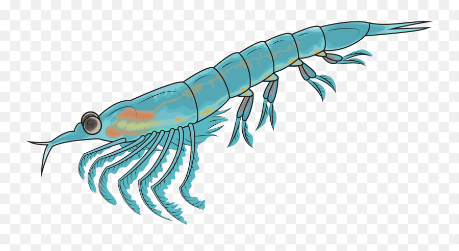 Northern Krill Clipart - Krill Clipart Emoji,Emoji Tiger And Shrimp